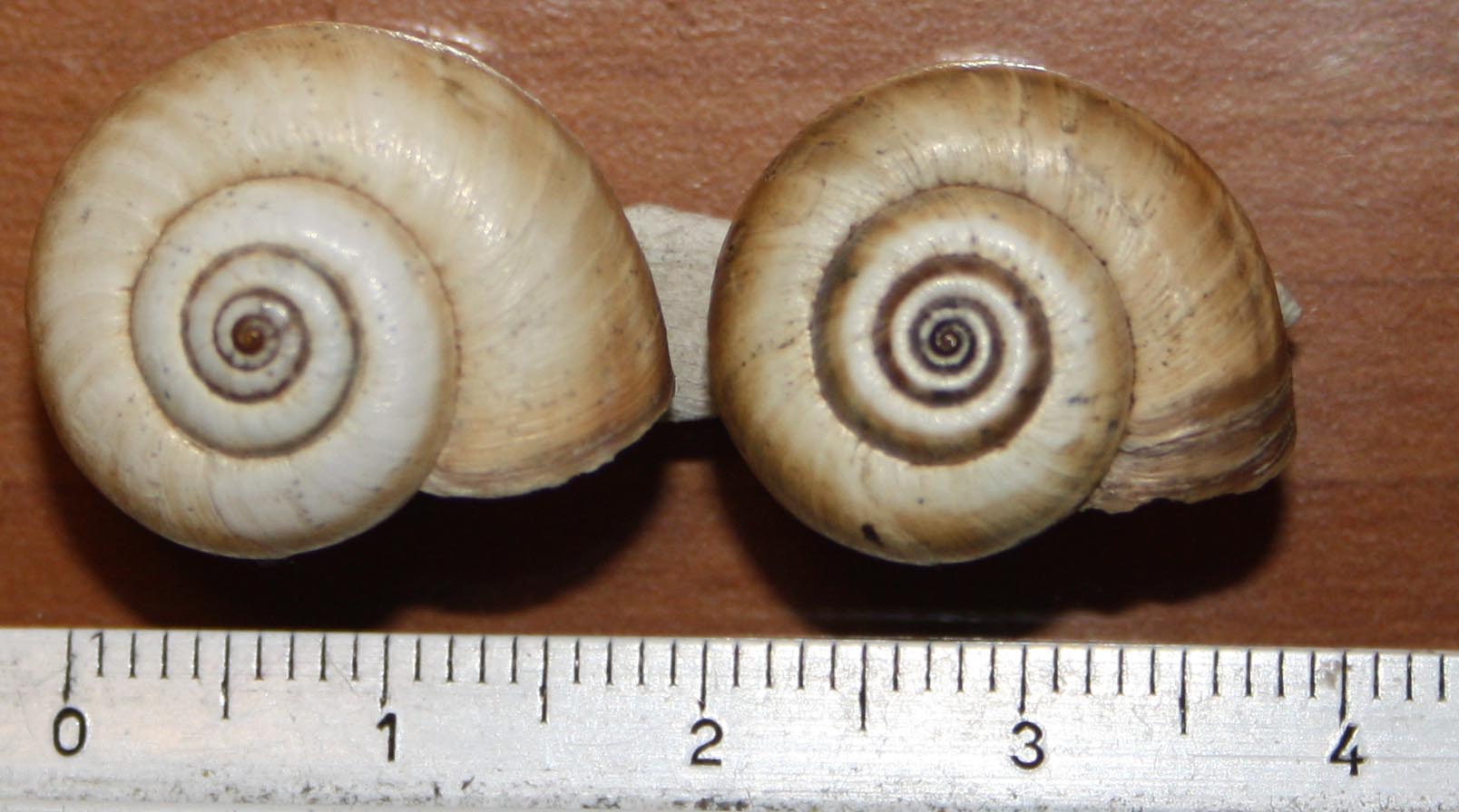 Cernuella virgata e neglecta?
